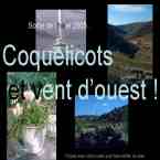 Coquelicots